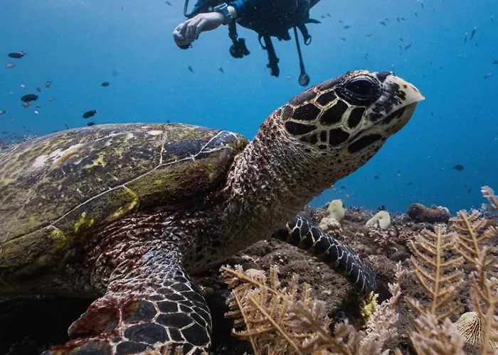 Melibe Dive Bali 图兰奔