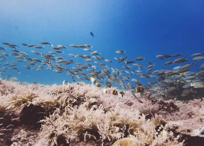 Melibe Dive Bali 图兰奔